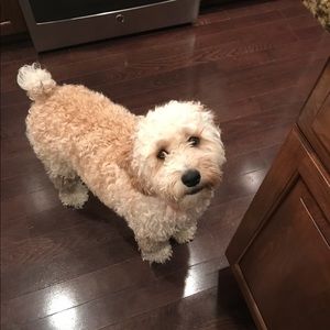 Meet your Posher, Sam